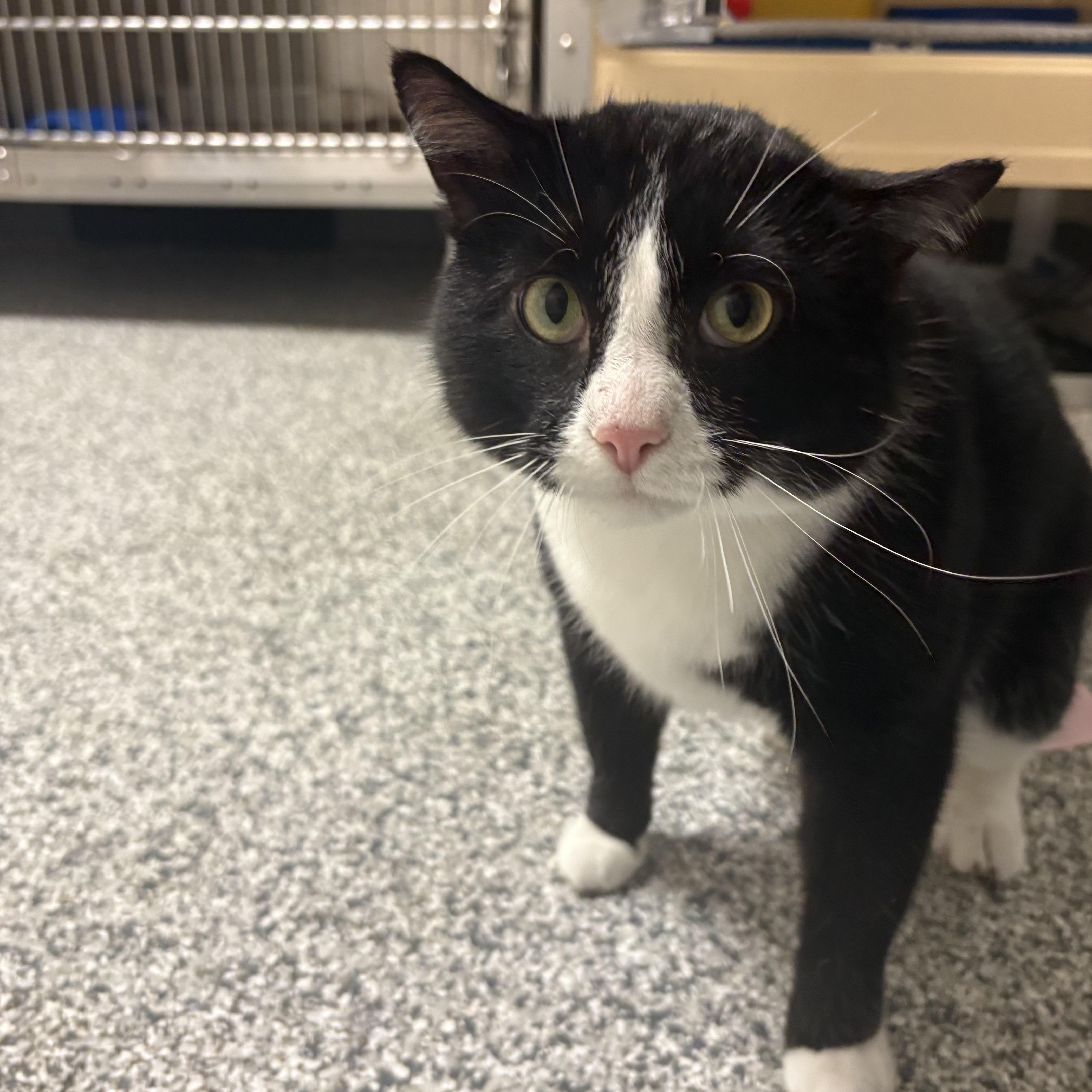 Titan, ADOPTABLE, Adult Male Domestic Short Hair.