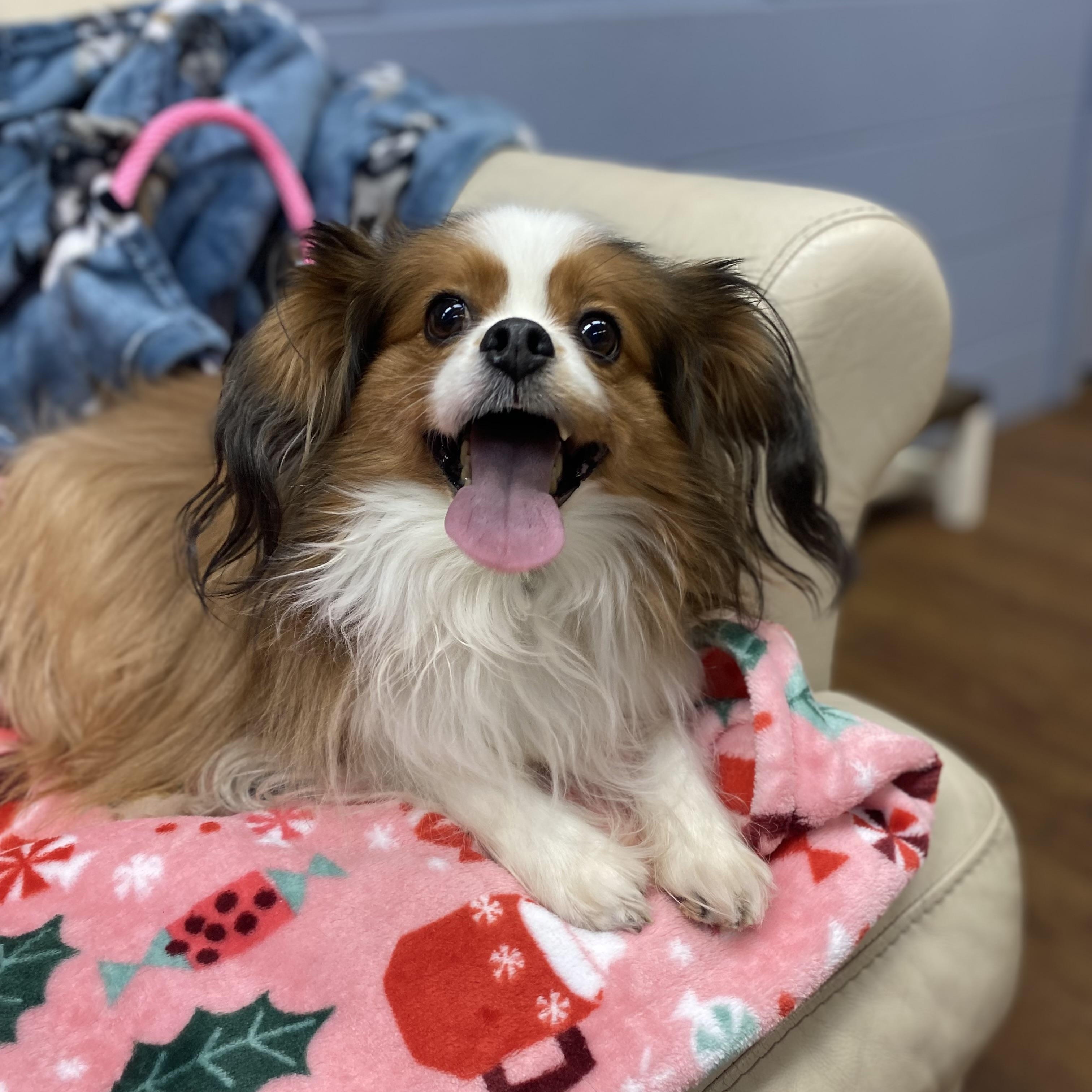 Ophelia, adopted, Adult Female Papillon.