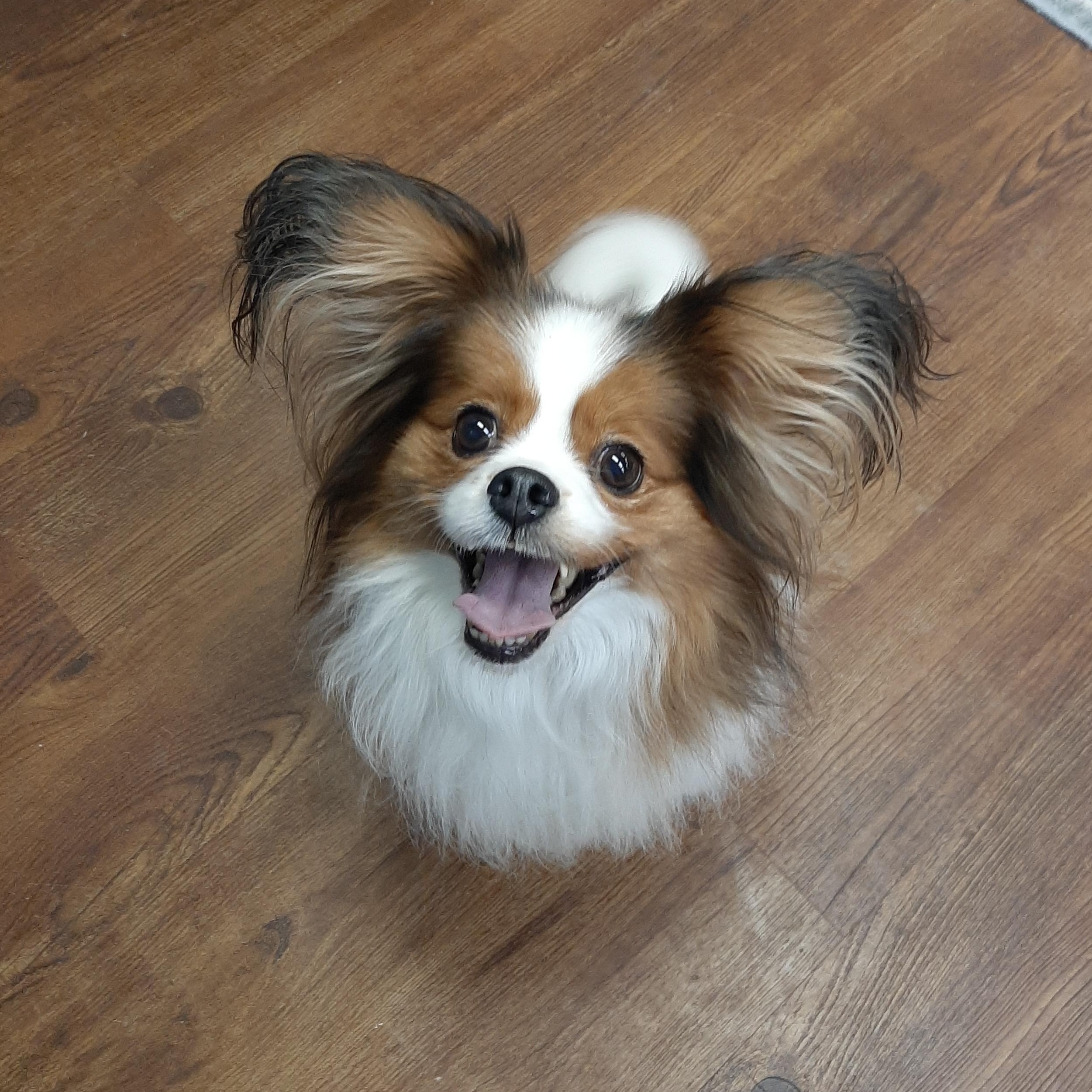 Enlarge Ophelia, an adopted mixed breed in Lake Odessa, MI image 3/3