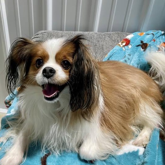 Enlarge Ophelia, an adopted mixed breed in Lake Odessa, MI image 2/3