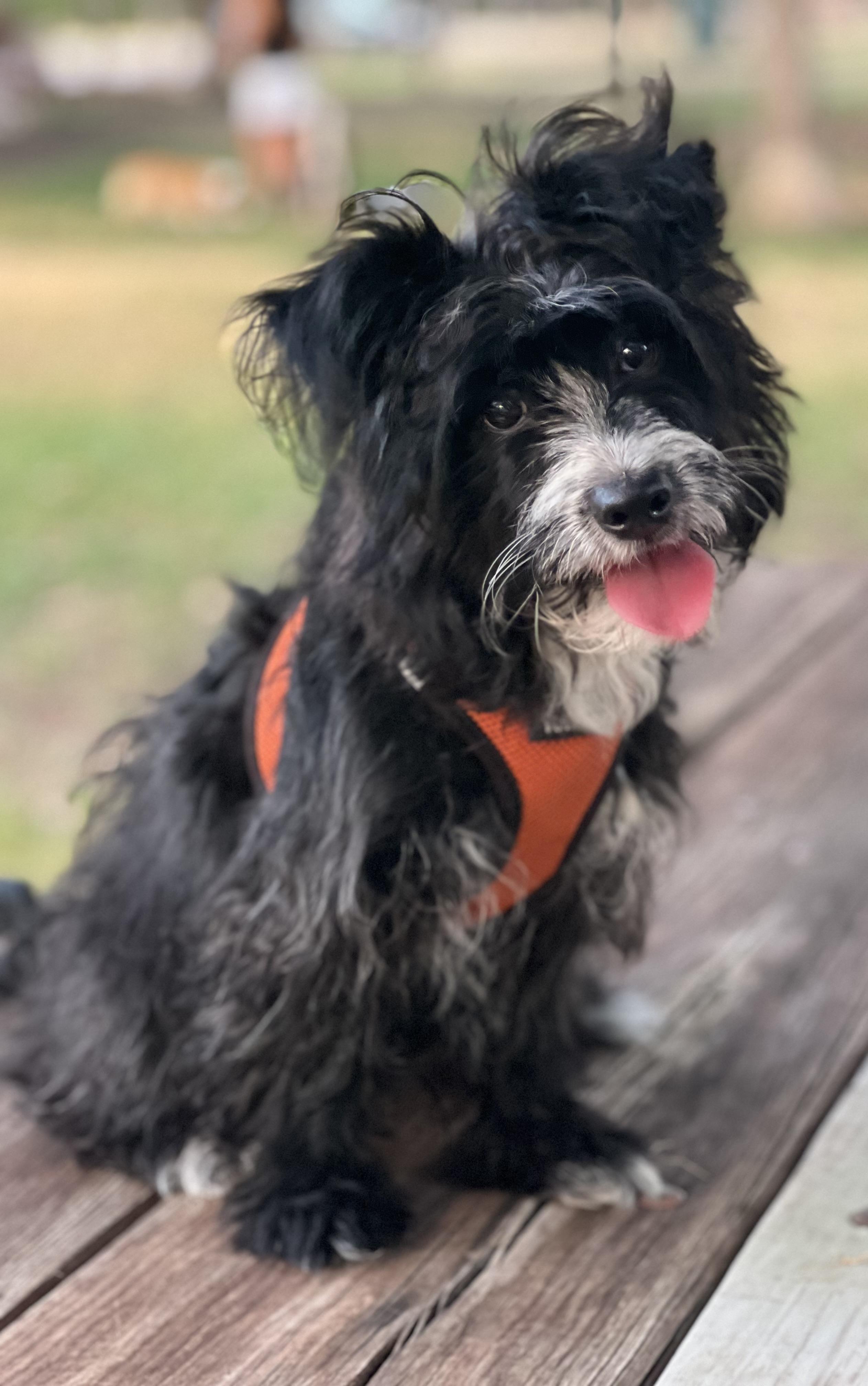Iggy, Adoptable, Puppy Male Havanese.