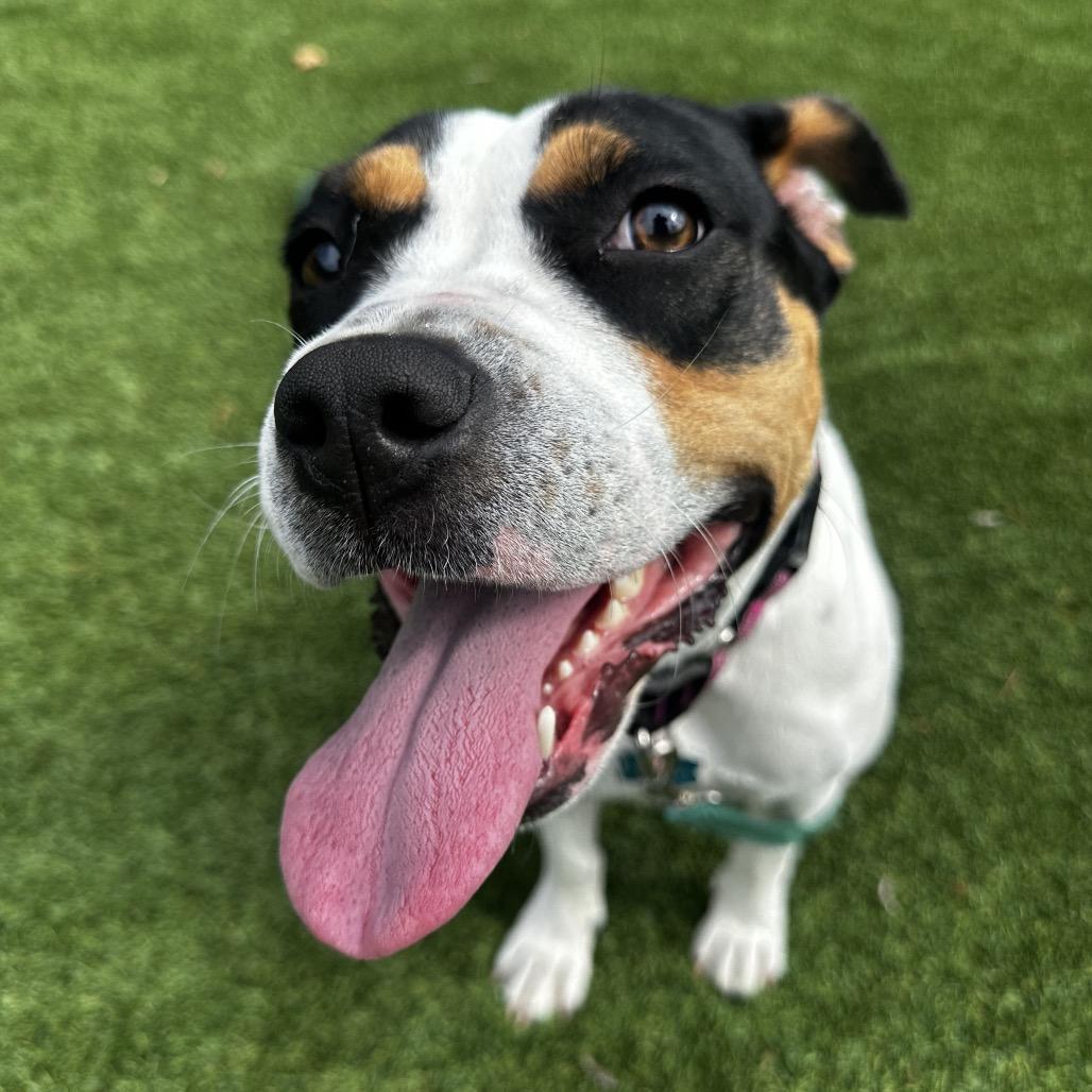 Foxie Brown, a Adoptable mixed breed in Troy, VA image 1/6
