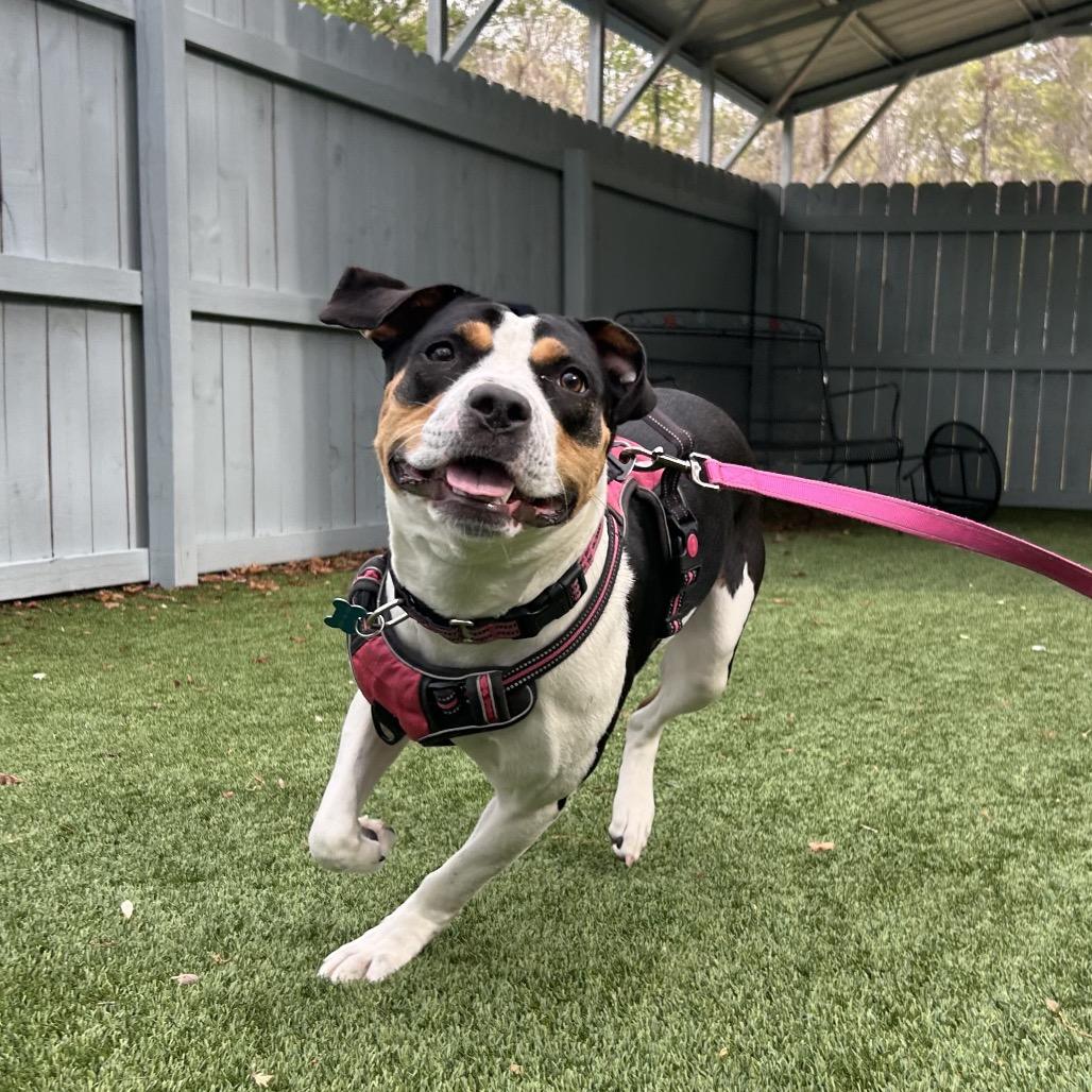 Foxie Brown, a Adoptable mixed breed in Troy, VA image 2/6