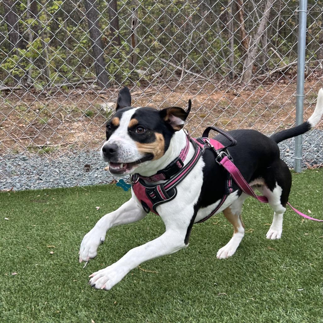 Foxie Brown, a Adoptable mixed breed in Troy, VA image 3/6