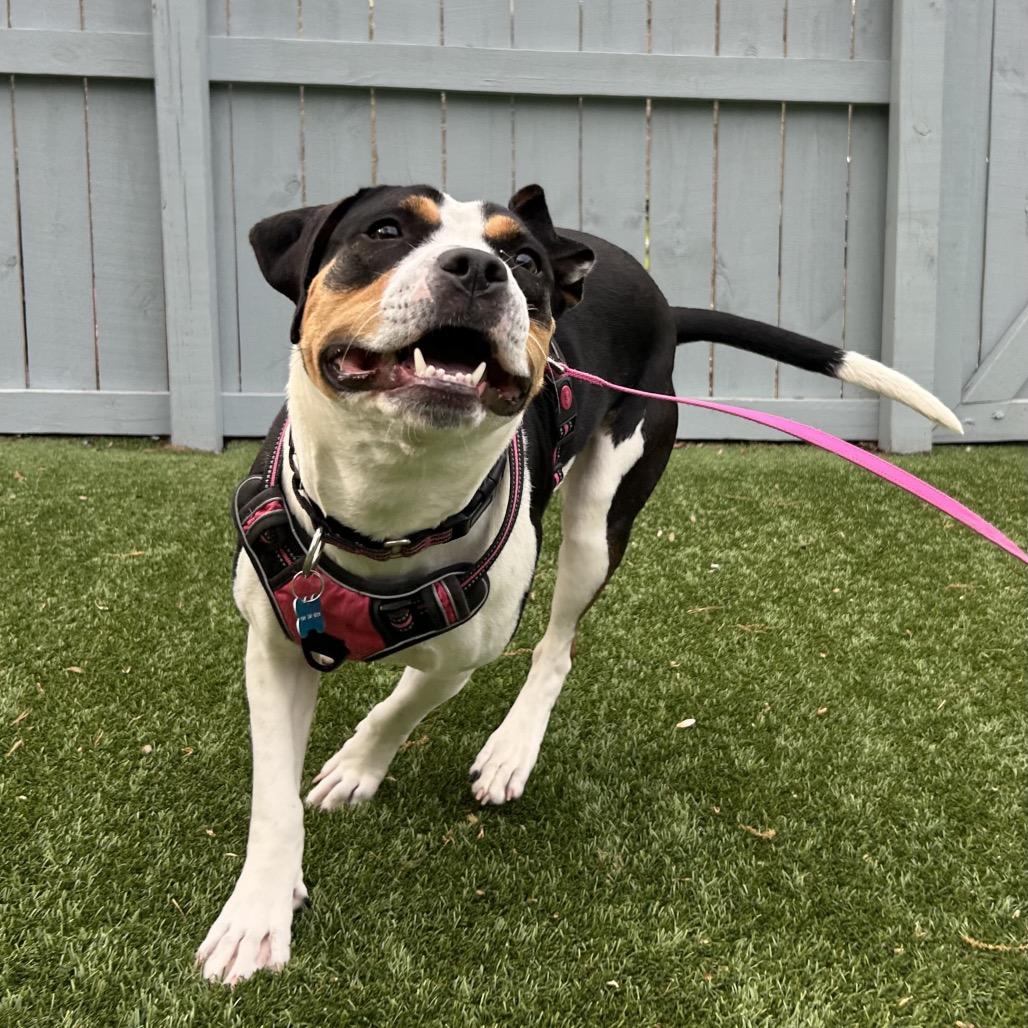 Foxie Brown, a Adoptable mixed breed in Troy, VA image 4/6