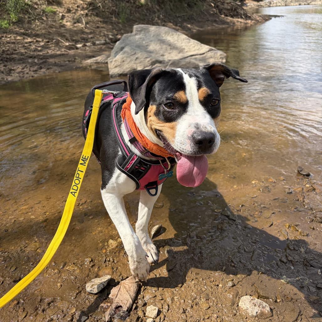 Foxie Brown, a Adoptable mixed breed in Troy, VA image 5/6