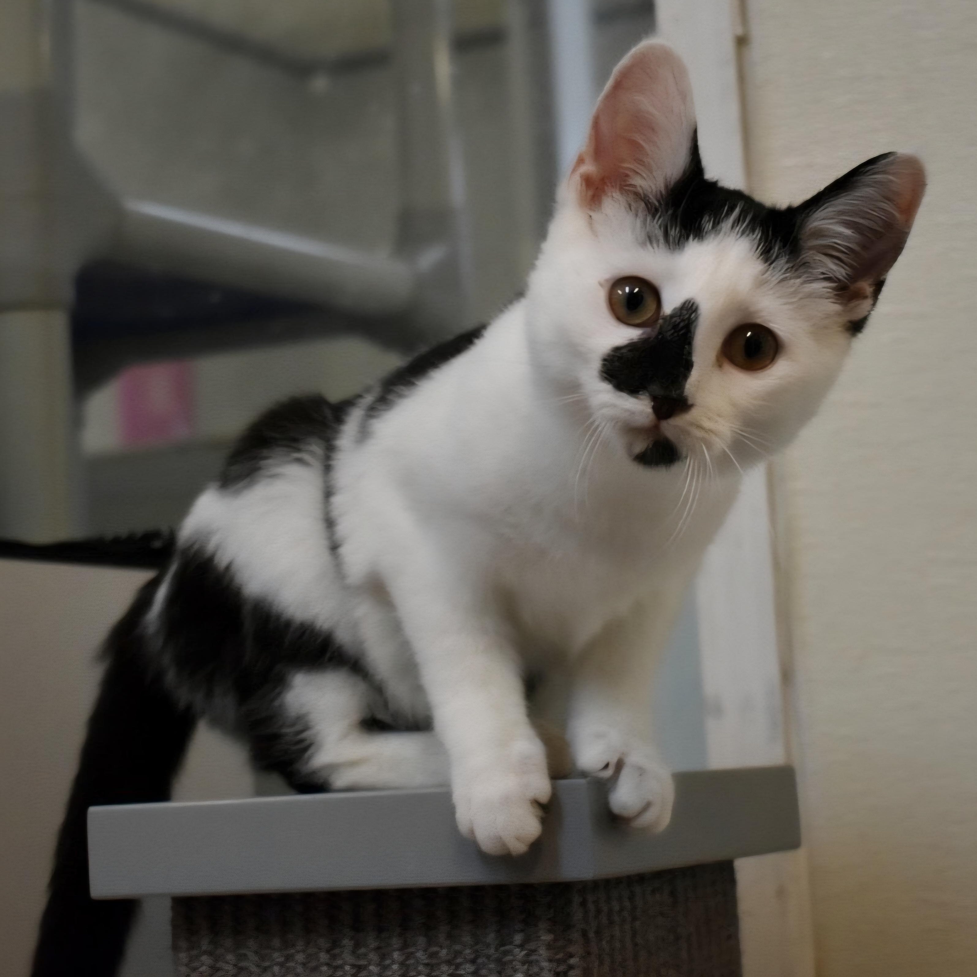 Piglet, a Adoptable Domestic Short Hair in Greensboro, NC image 4/4