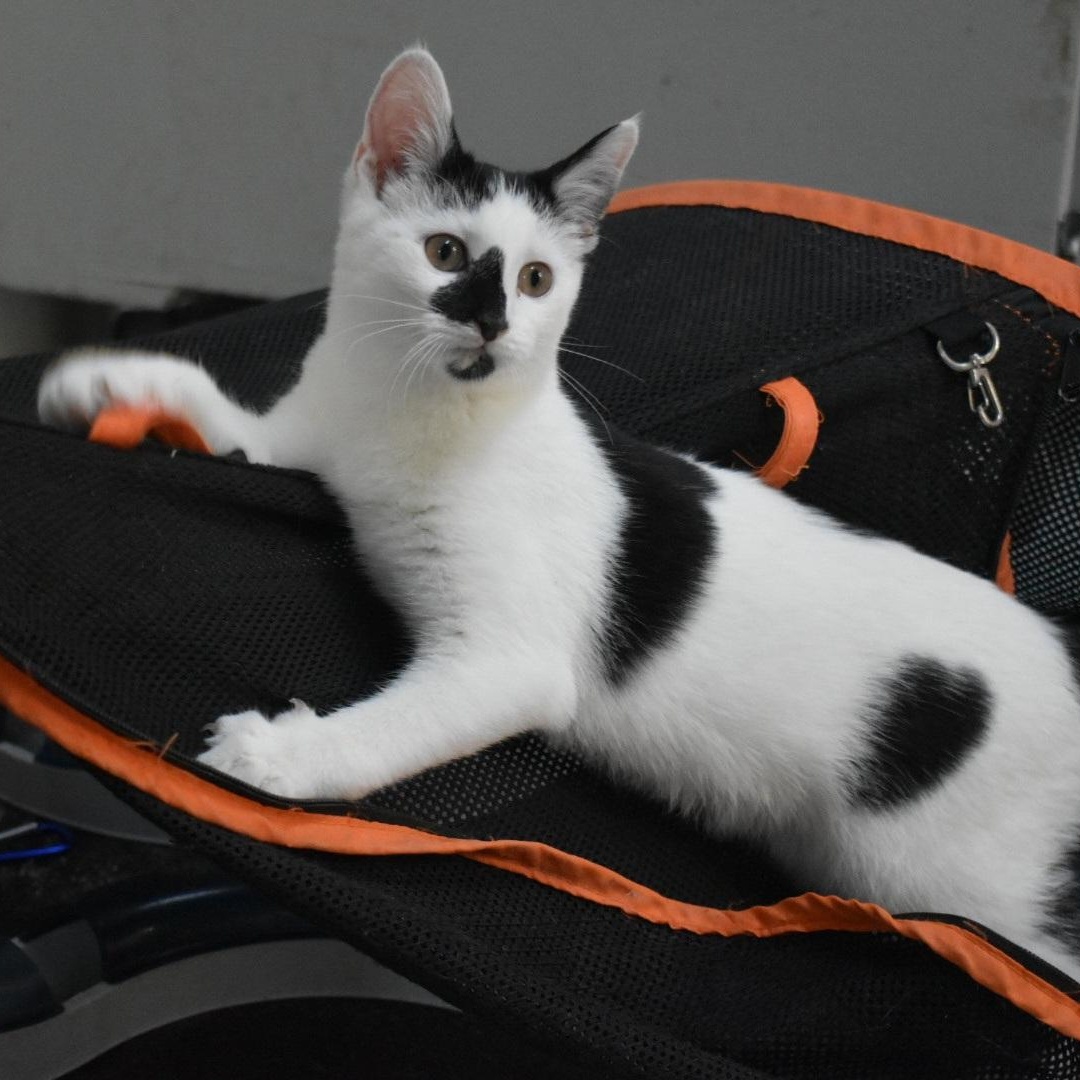 Piglet, a Adoptable Domestic Short Hair in Greensboro, NC image 3/4