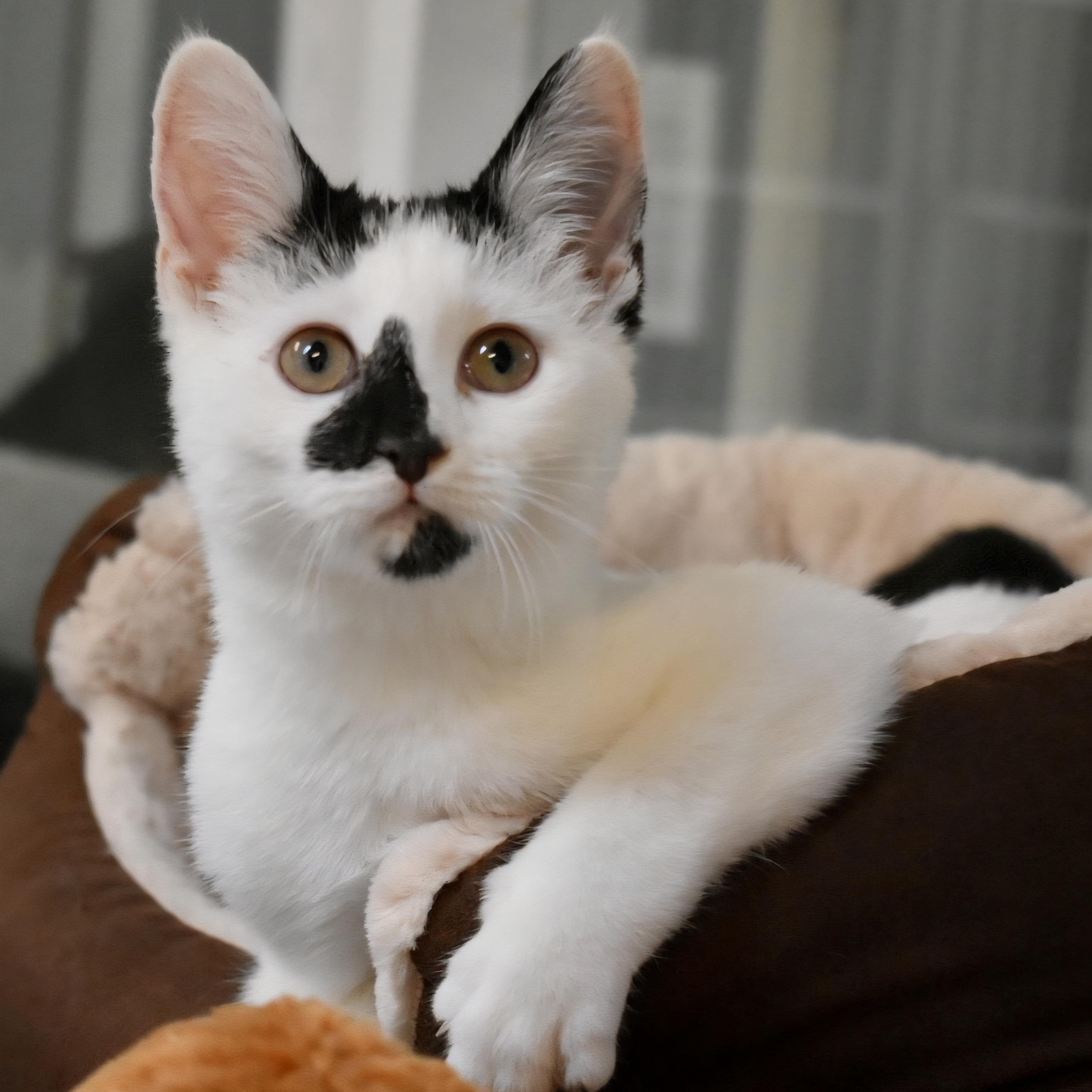 Piglet, Adoptable, Young Female Domestic Short Hair.