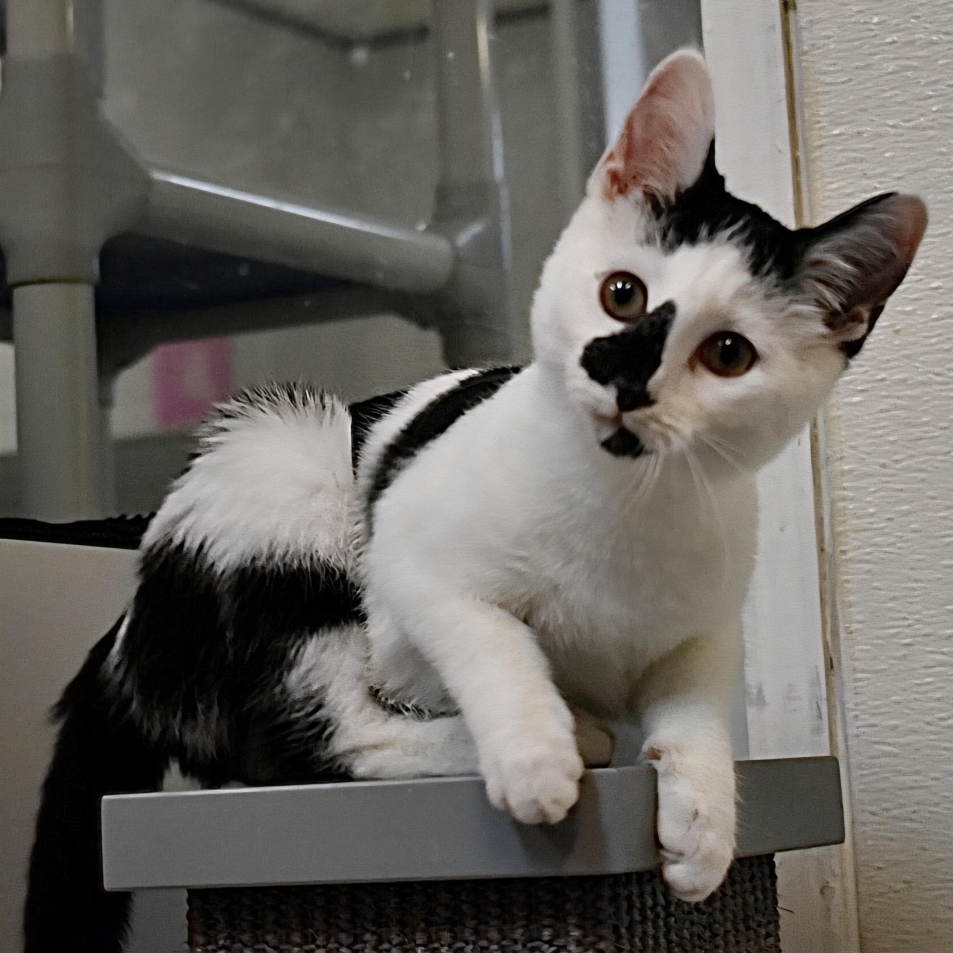 Piglet, a Adoptable Domestic Short Hair in Greensboro, NC image 2/4