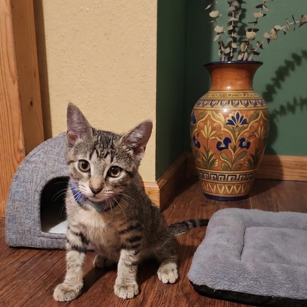 SKyBlue, a Adoptable Domestic Short Hair in Allen, TX image 2/6