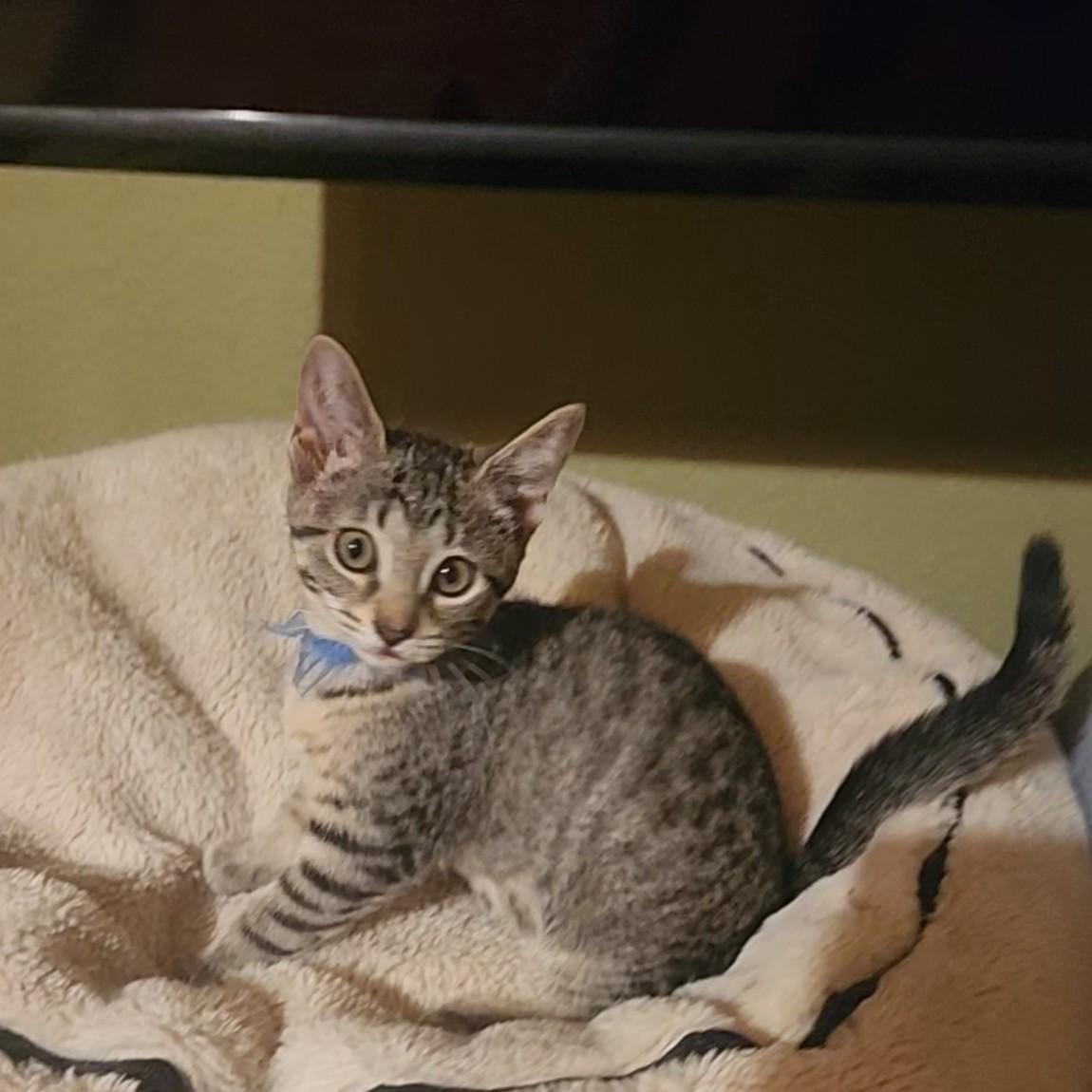SKyBlue, a Adoptable Domestic Short Hair in Allen, TX image 5/6