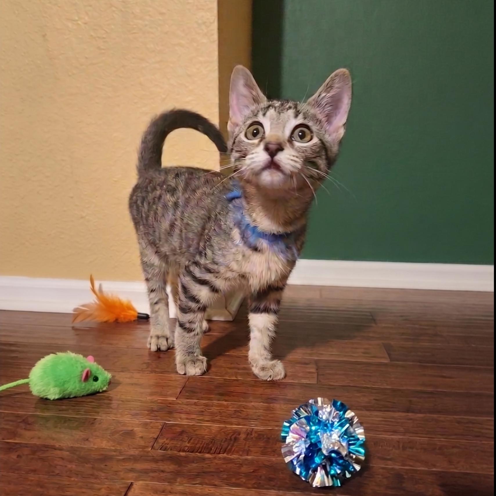 SKyBlue, a Adoptable Domestic Short Hair in Allen, TX image 6/6
