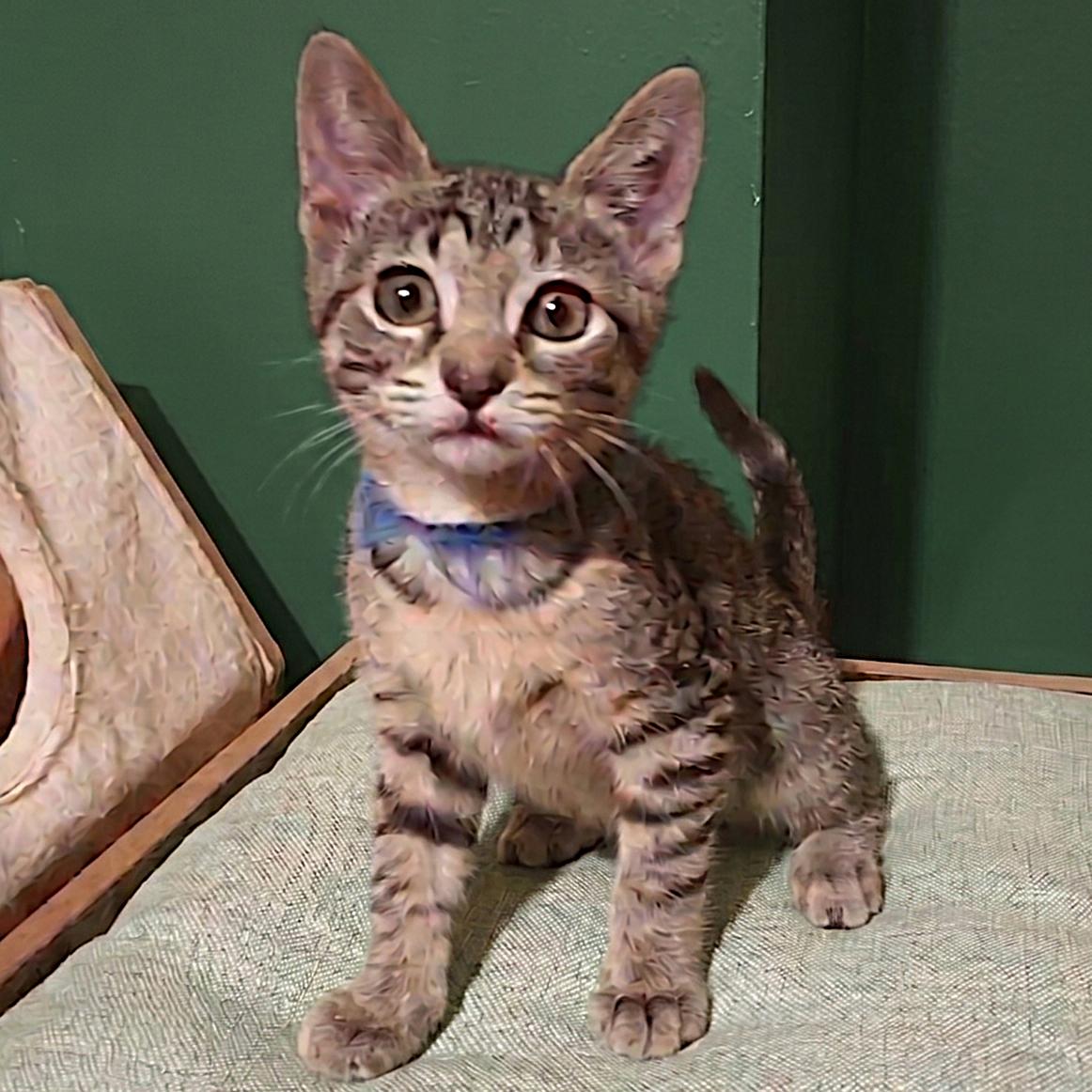 SKyBlue, a Adoptable Domestic Short Hair in Allen, TX image 3/6