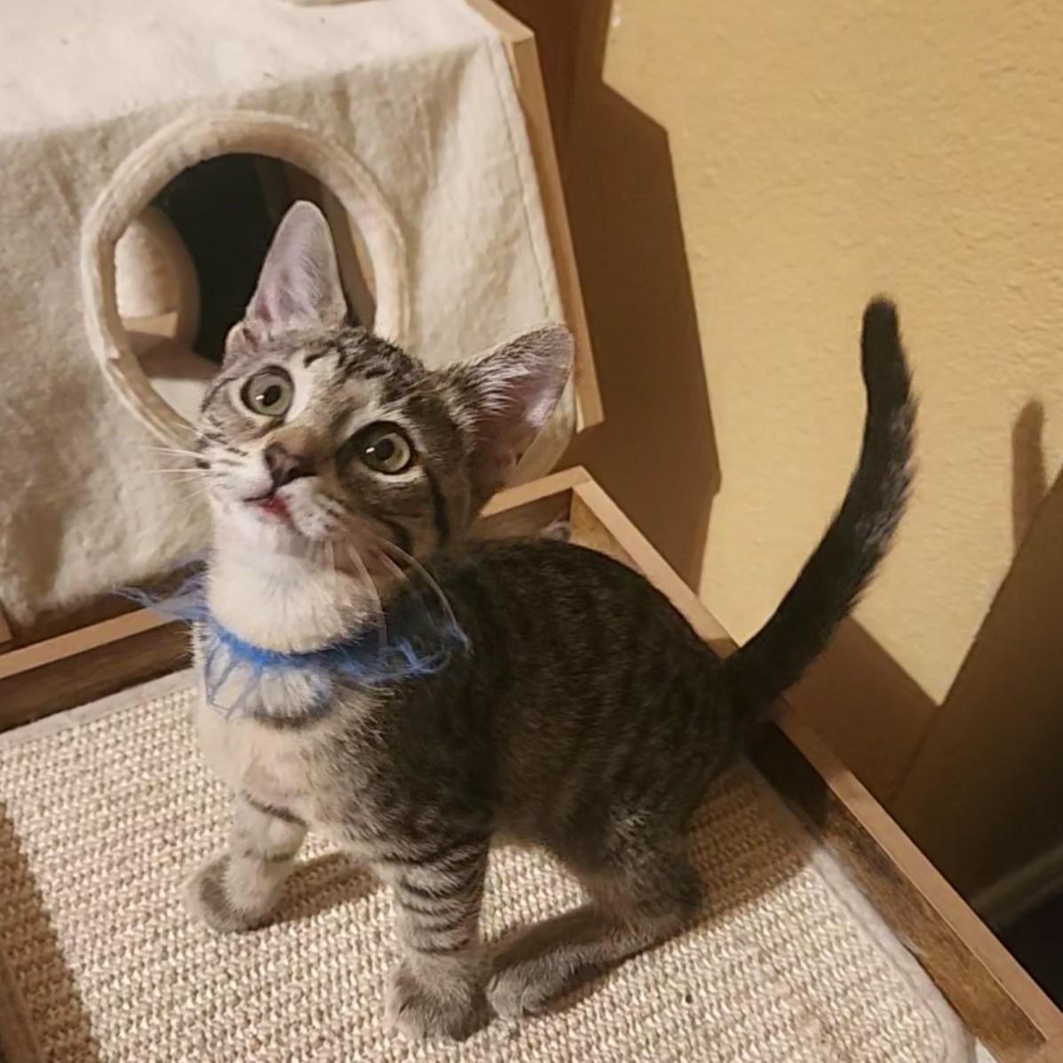SKyBlue, Adoptable, Kitten Male Domestic Short Hair.