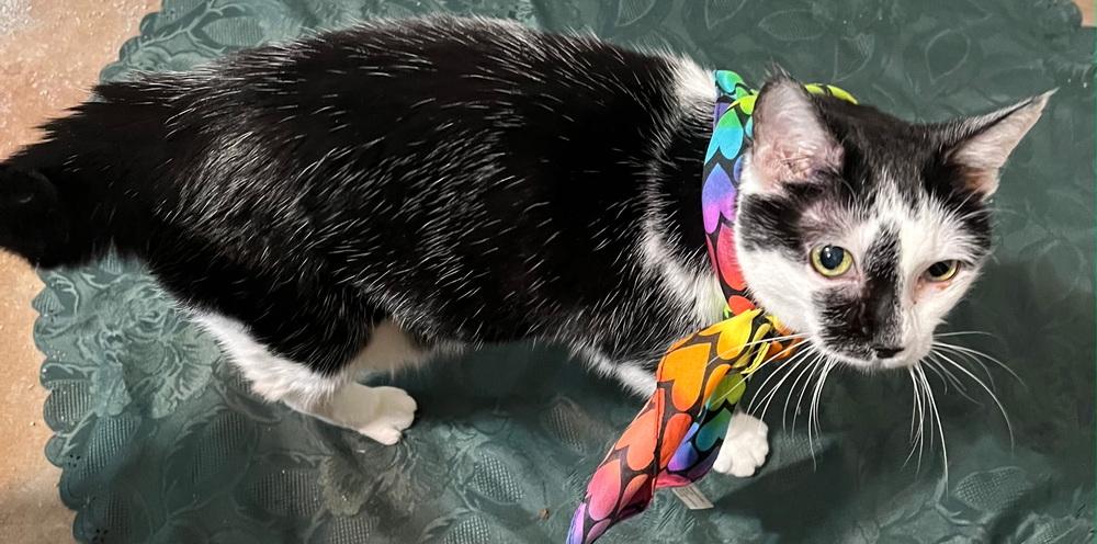 Enlarge Mouse, a Adoptable mixed breed in Plumerville, AR image 1/1
