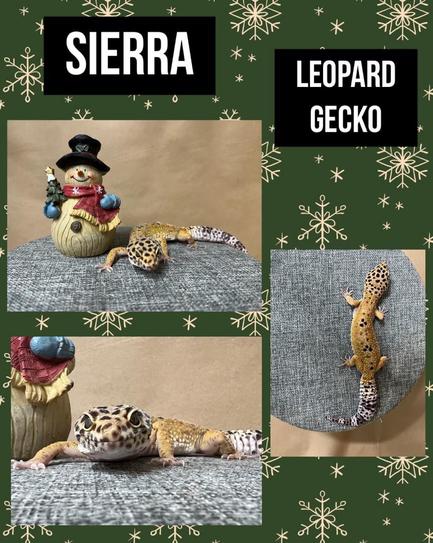 SIERRA 