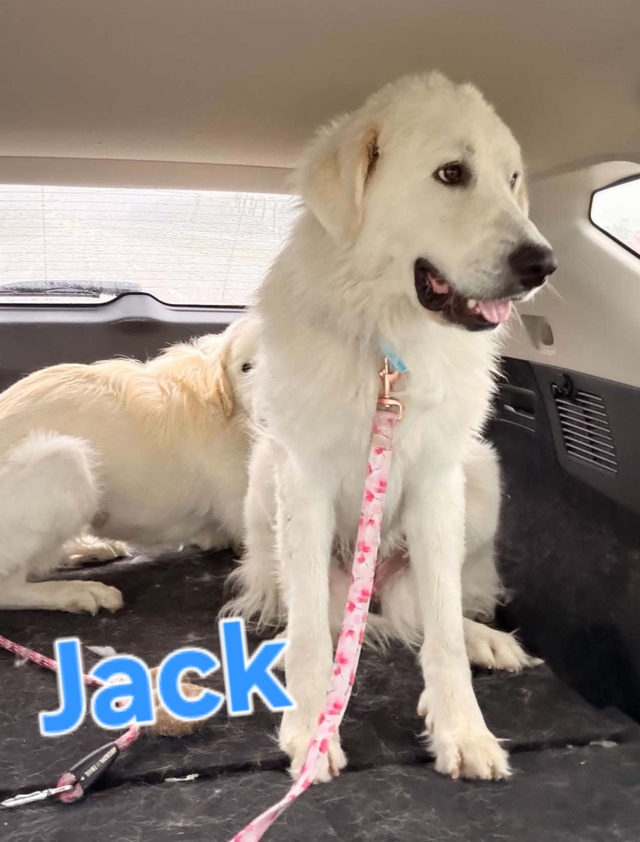Jack, a ADOPTABLE Great Pyrenees in Cedar Rapids, IA image 3/4