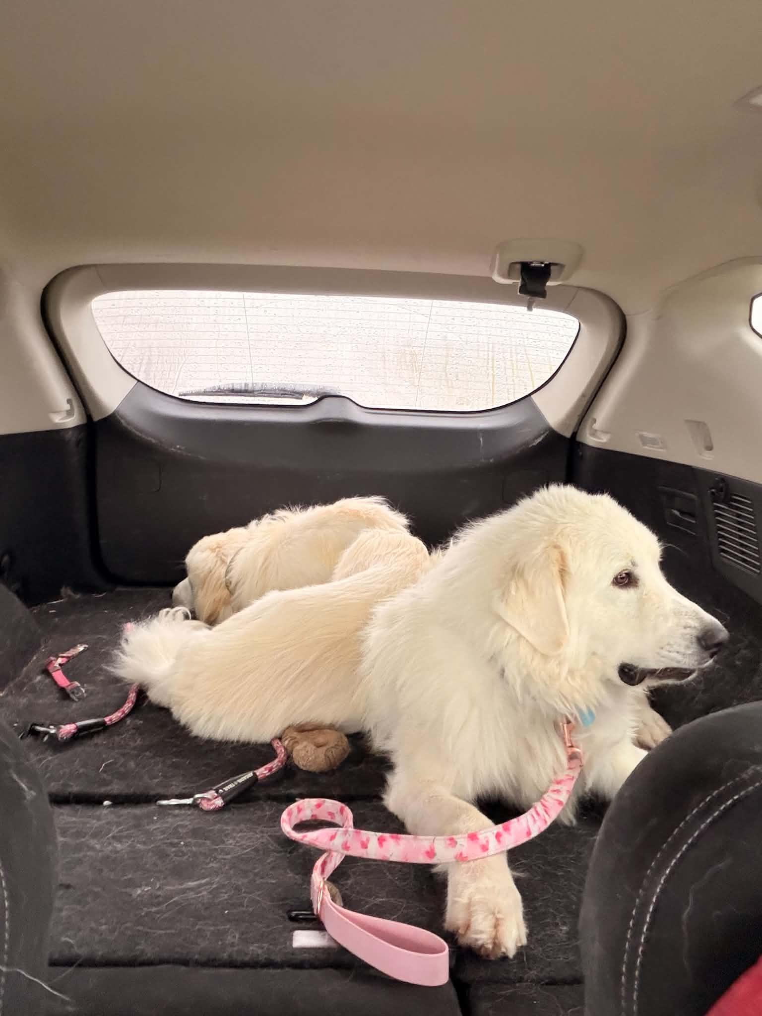 Jack, a ADOPTABLE Great Pyrenees in Cedar Rapids, IA image 4/4