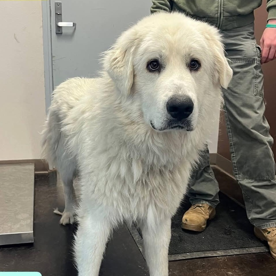 Jack, ADOPTABLE, Adult Male Great Pyrenees.