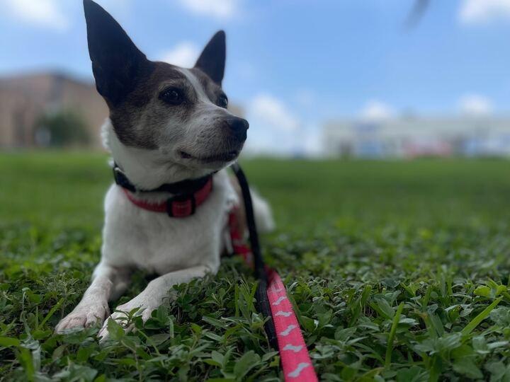 Rosita (In Foster)