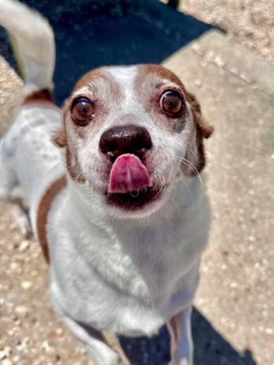 Rosita (In Foster)