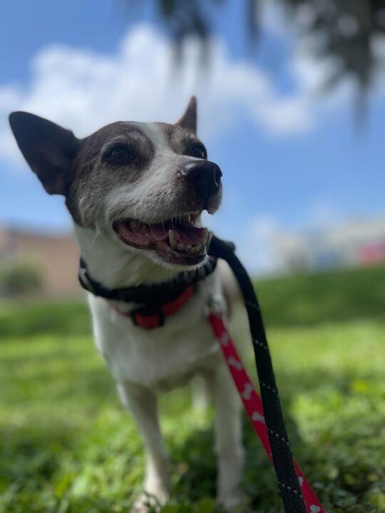 Rosita, Senior Female unknown