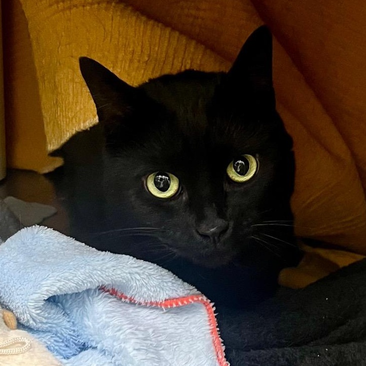 Sasha, ADOPTABLE, Adult Female Domestic Short Hair.