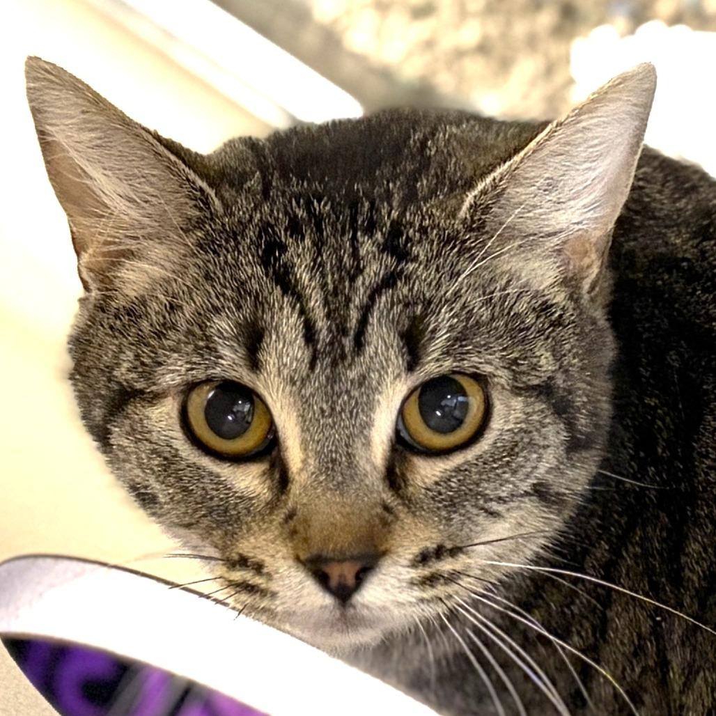 Sorrell, a Adoptable Domestic Short Hair in Rifle, CO image 1/2