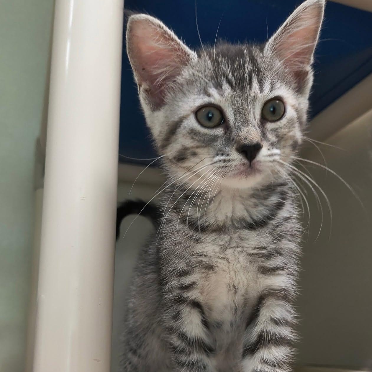 Platinum, Adopted, Kitten Female Domestic Short Hair.
