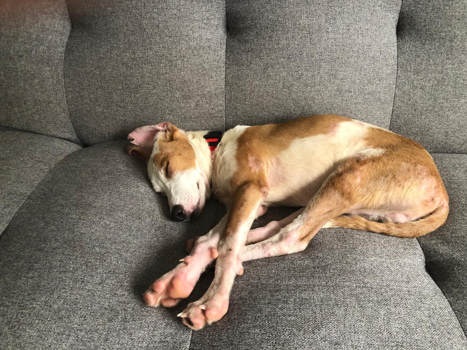 Enlarge JAKE - dog & cat friendly, a ADOPTABLE mixed breed in North York, ON image 5/6