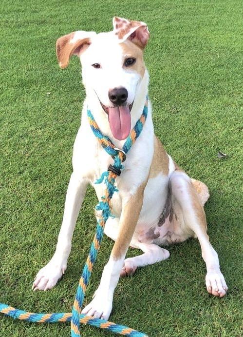 Enlarge JAKE - dog & cat friendly, a ADOPTABLE mixed breed in North York, ON image 2/6