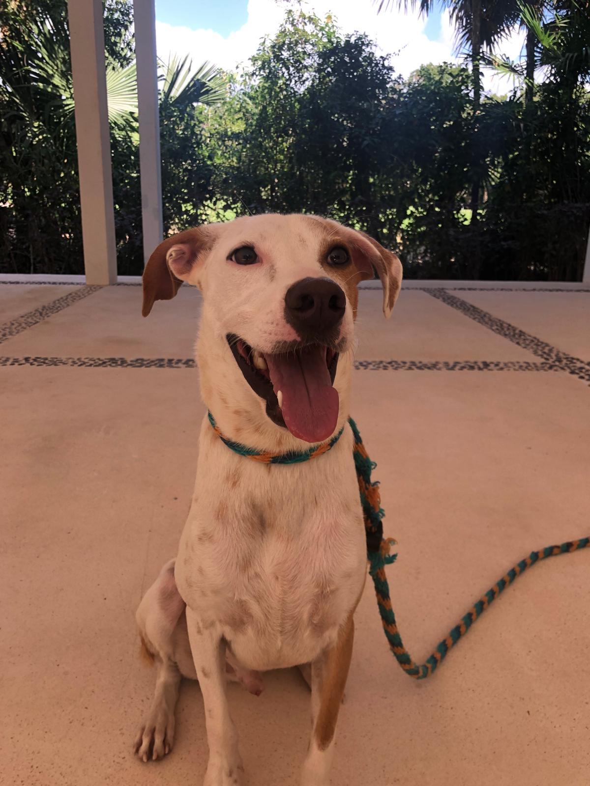 Enlarge JAKE - dog & cat friendly, a ADOPTABLE mixed breed in North York, ON image 6/6