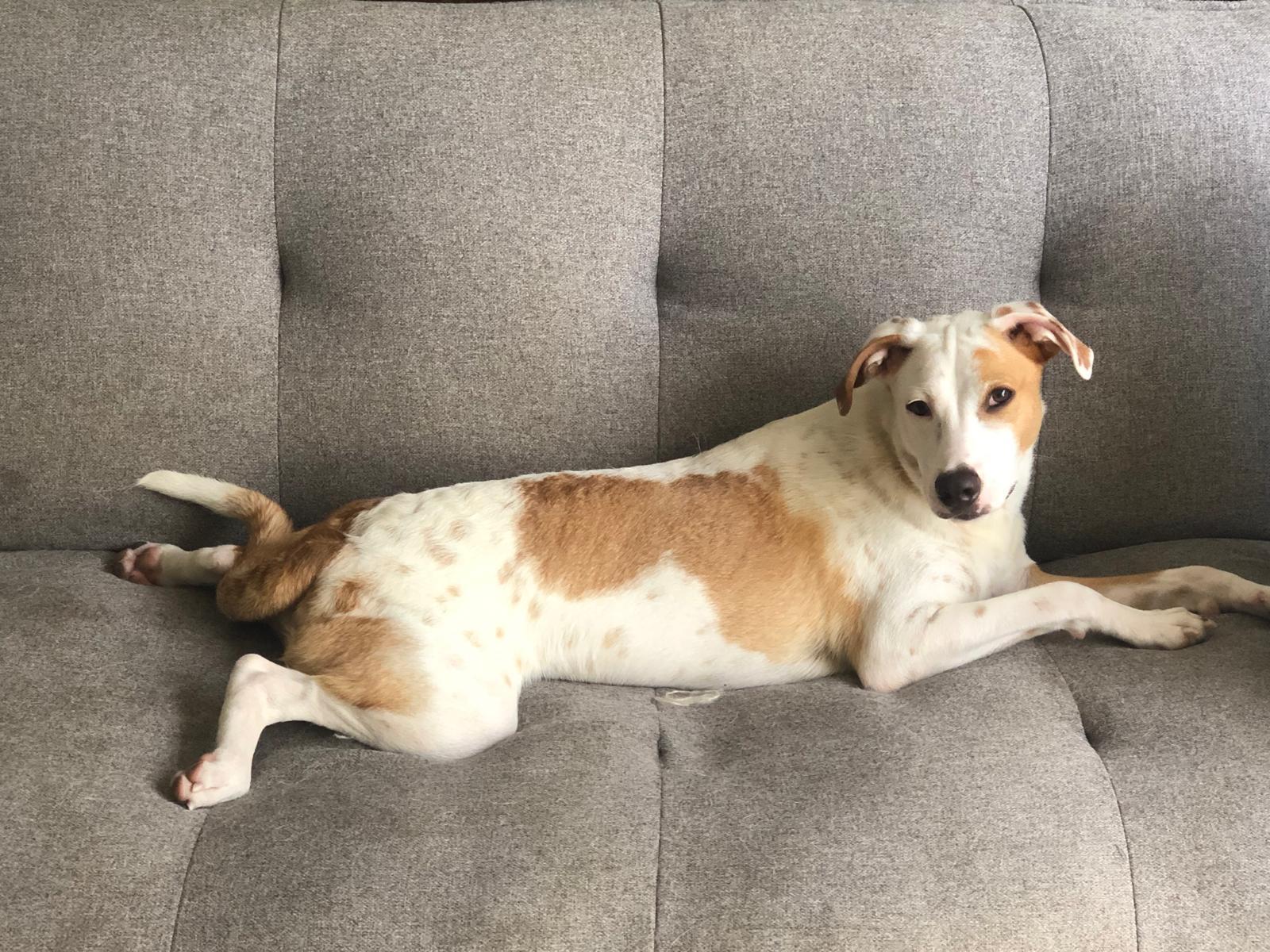 Enlarge JAKE - dog & cat friendly, a ADOPTABLE mixed breed in North York, ON image 1/6