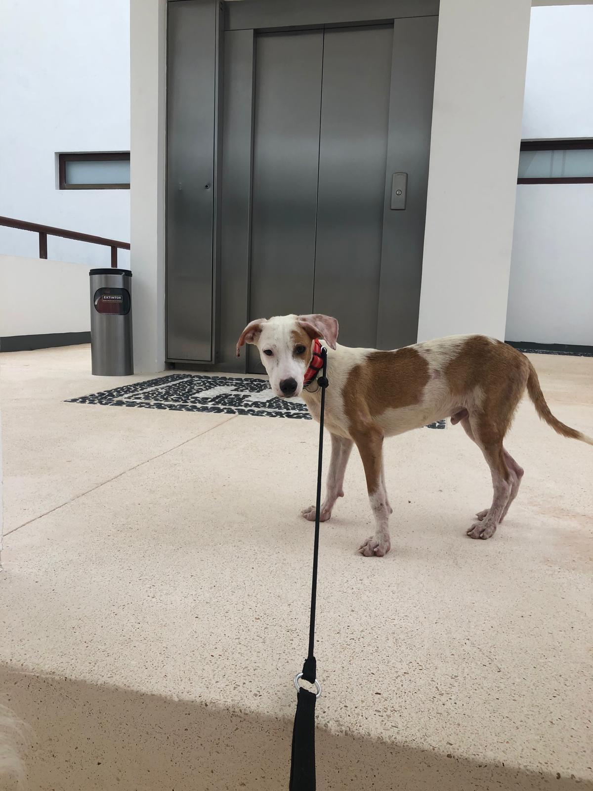 Enlarge JAKE - dog & cat friendly, a ADOPTABLE mixed breed in North York, ON image 4/6