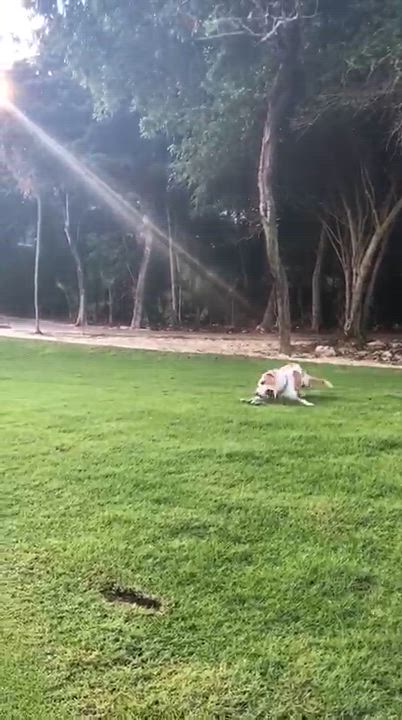 Enlarge JAKE - dog & cat friendly, a ADOPTABLE mixed breed in North York, ON video 3/6