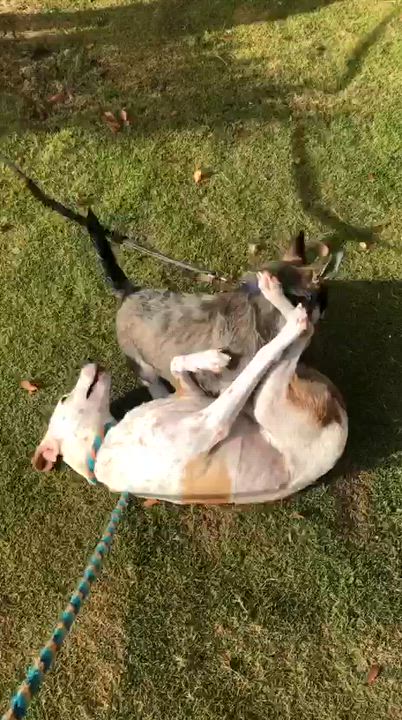 Enlarge JAKE - 1 yr old dog & cat friendly, a ADOPTABLE mixed breed in North York, ON video 6/6