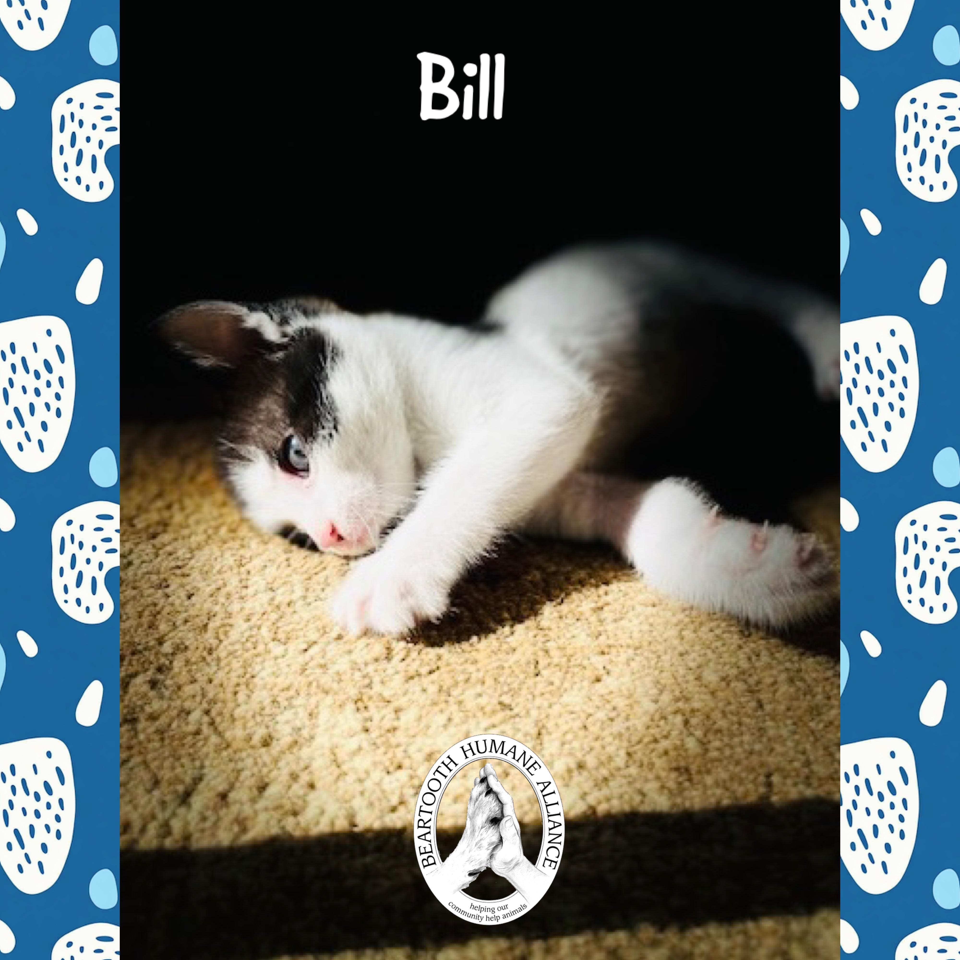 Bill, Baby Male Domestic Medium Hair