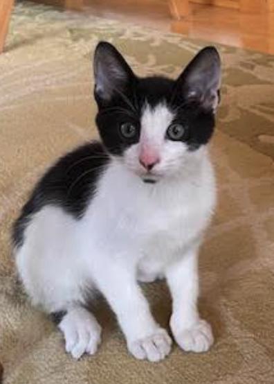 Bill, an adoptable Domestic Medium Hair in Red Lodge, MT, 59068 | Photo Image 3