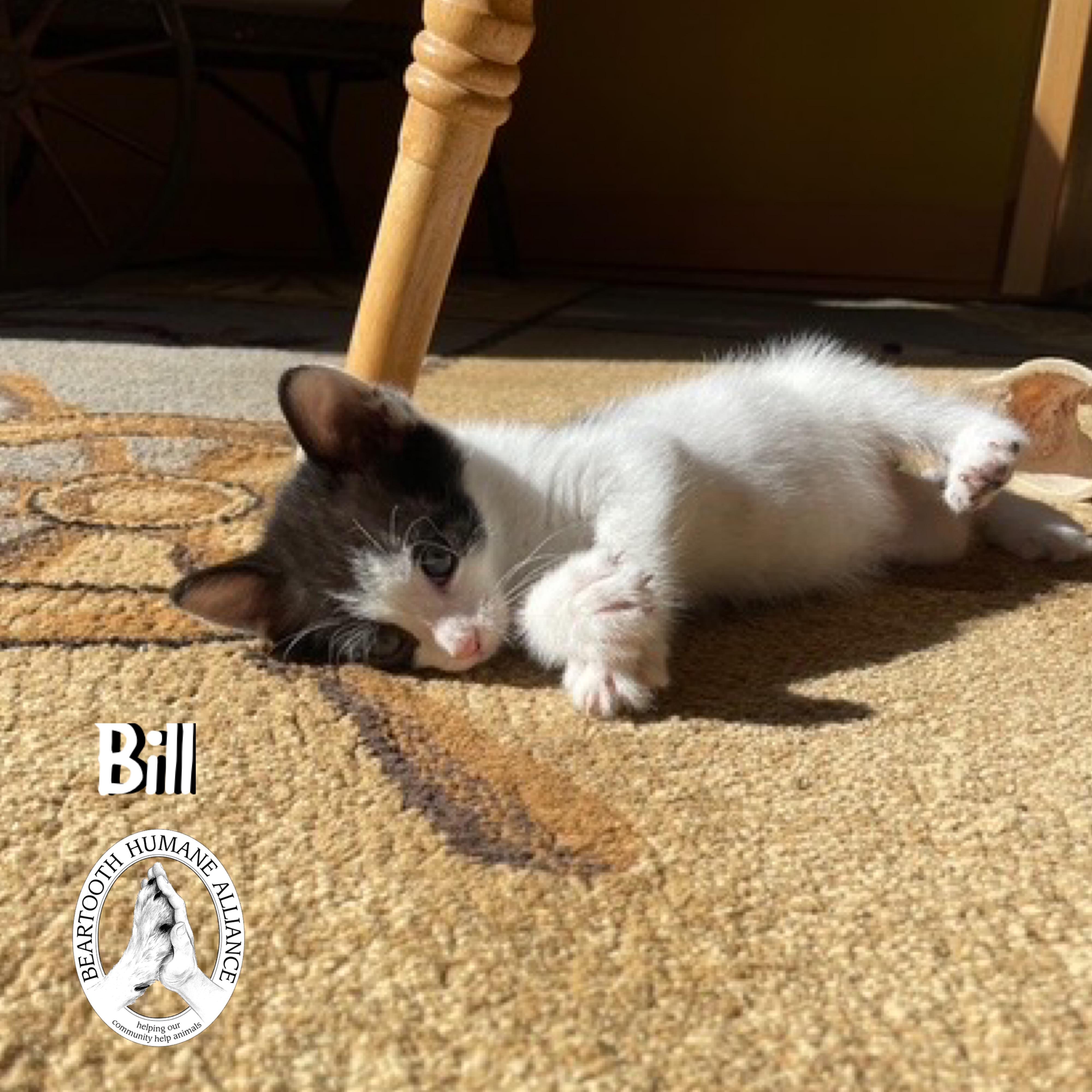 Bill photo 3