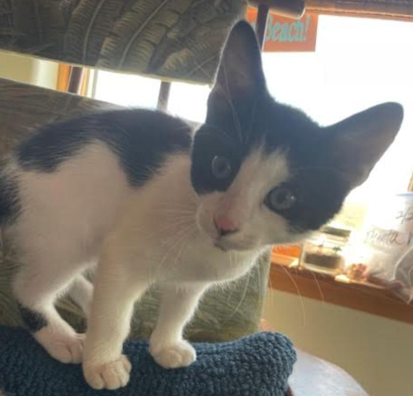 Bill, an adoptable Domestic Medium Hair in Red Lodge, MT, 59068 | Photo Image 4