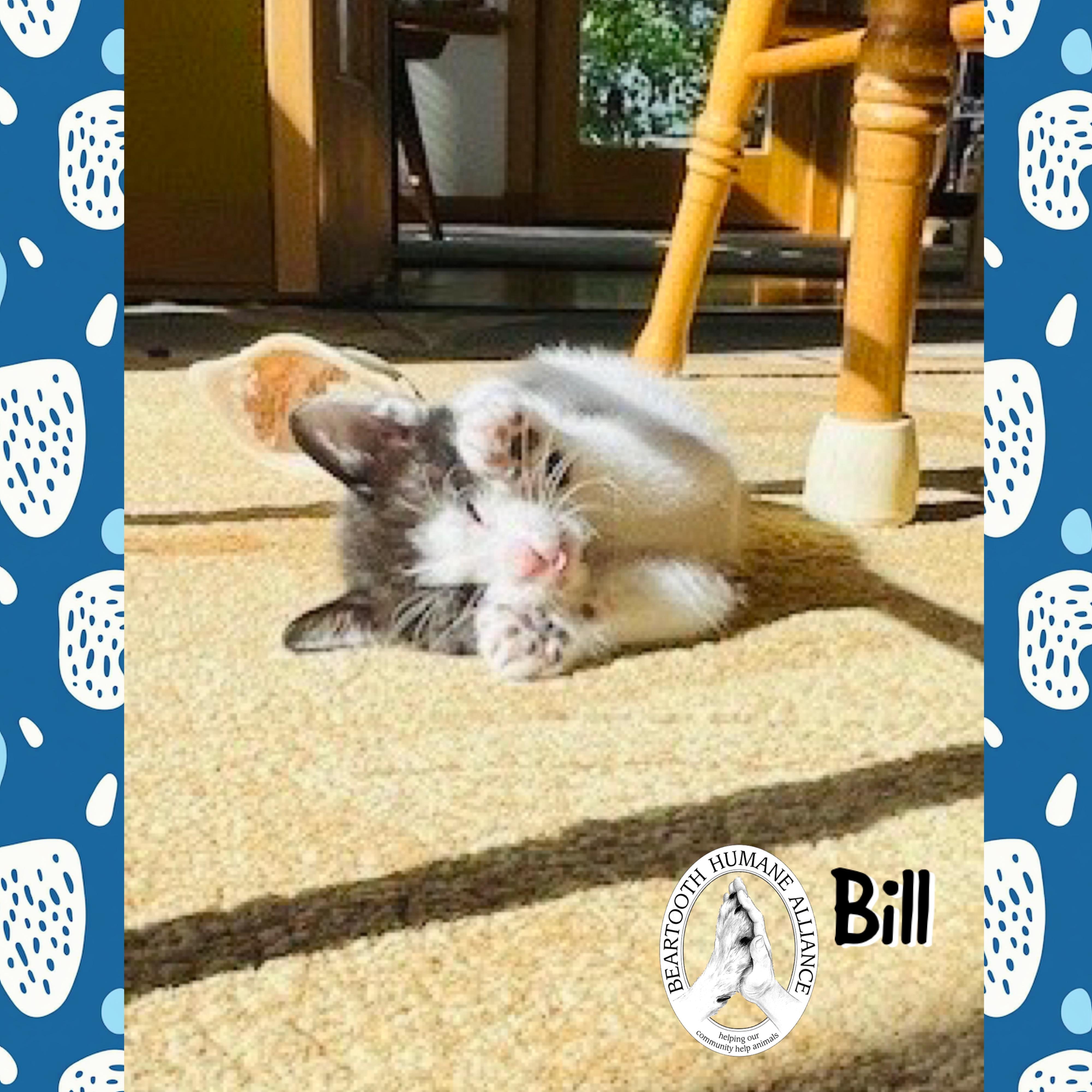 Bill photo 2