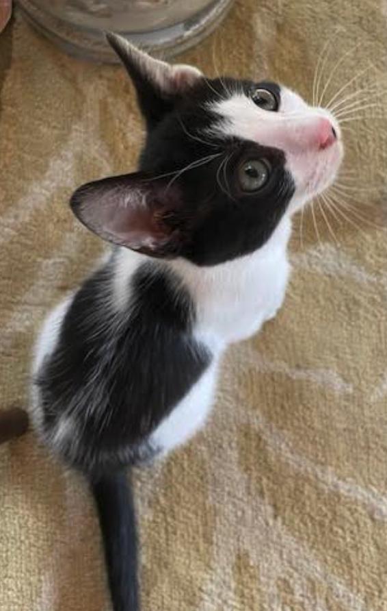 Bill, an adoptable Domestic Medium Hair in Red Lodge, MT, 59068 | Photo Image 5