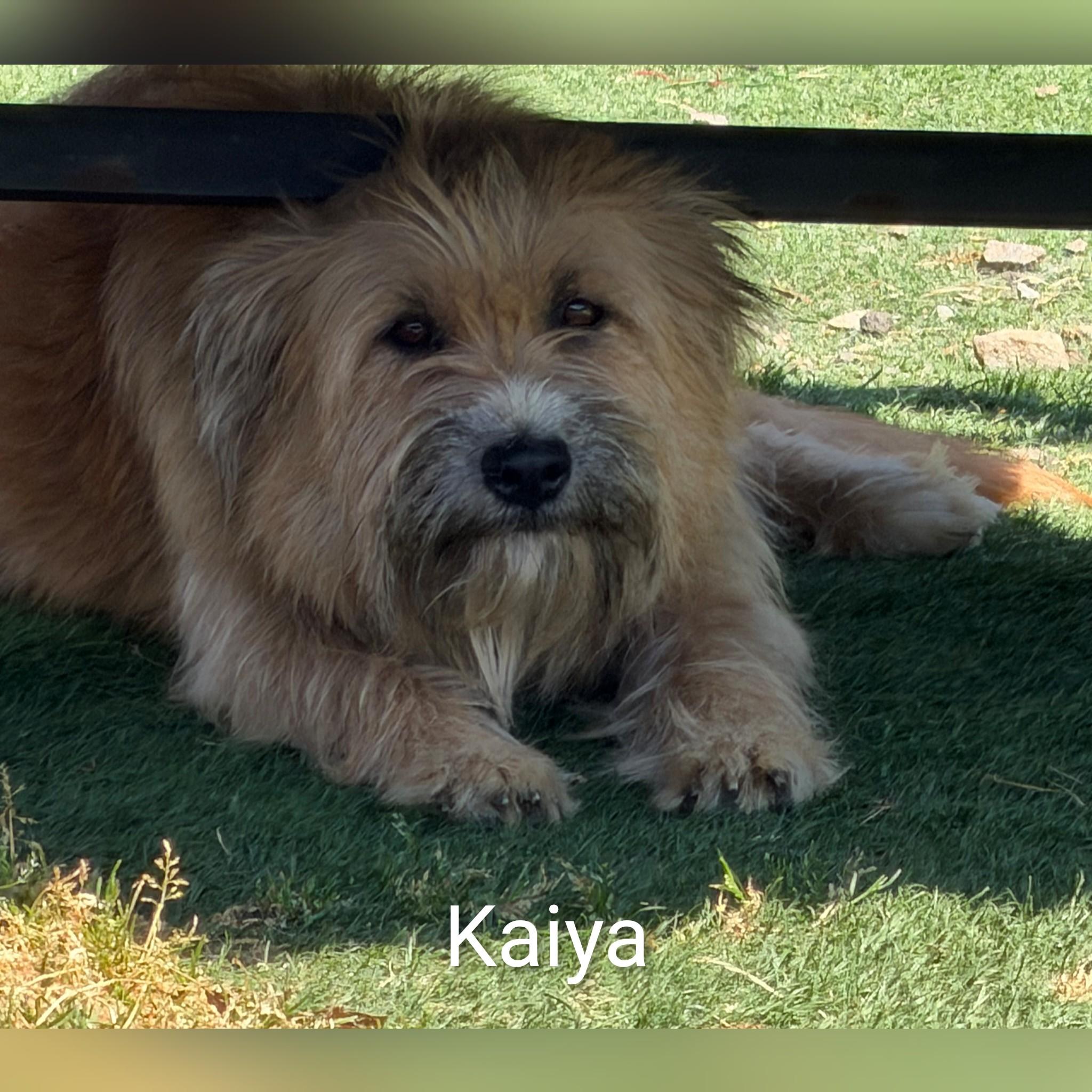 Enlarge Kaiya, a ADOPTABLE Terrier in Fredericksburg, VA image 5/6