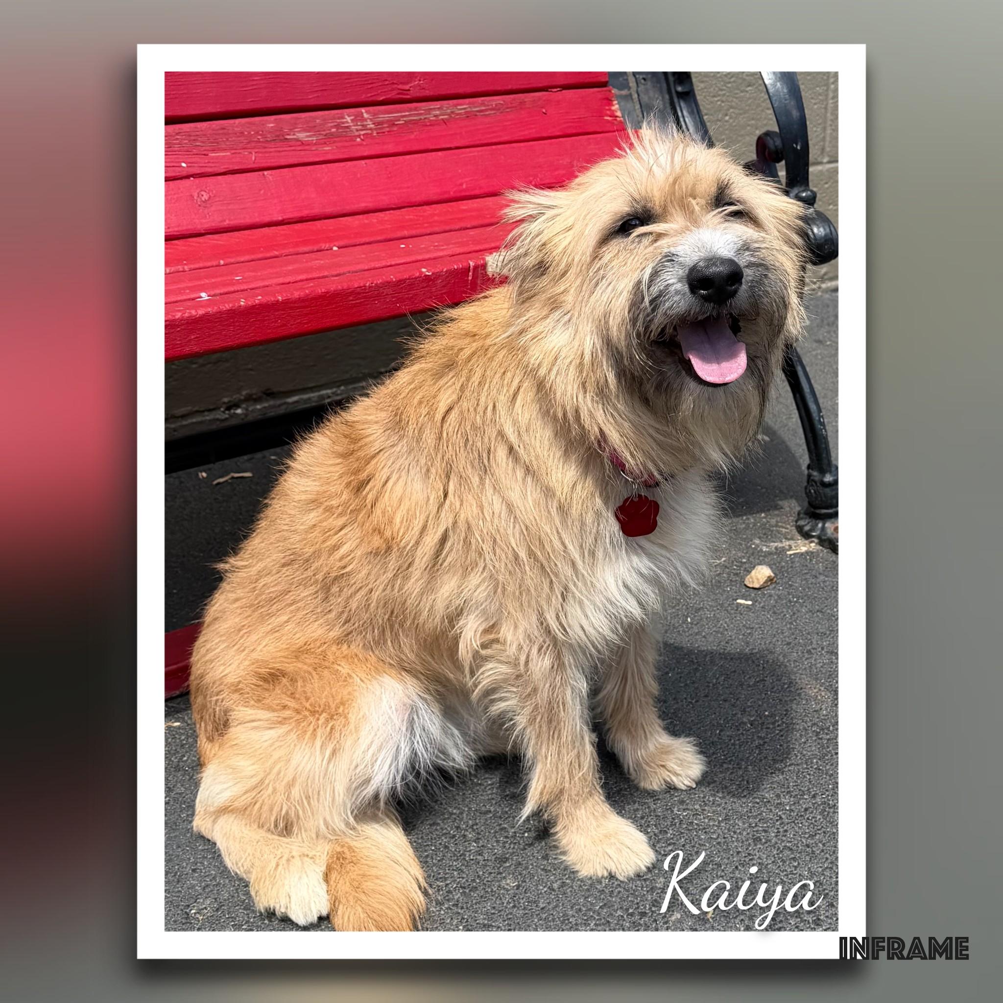 Kaiya, ADOPTABLE, Adult Female Terrier.