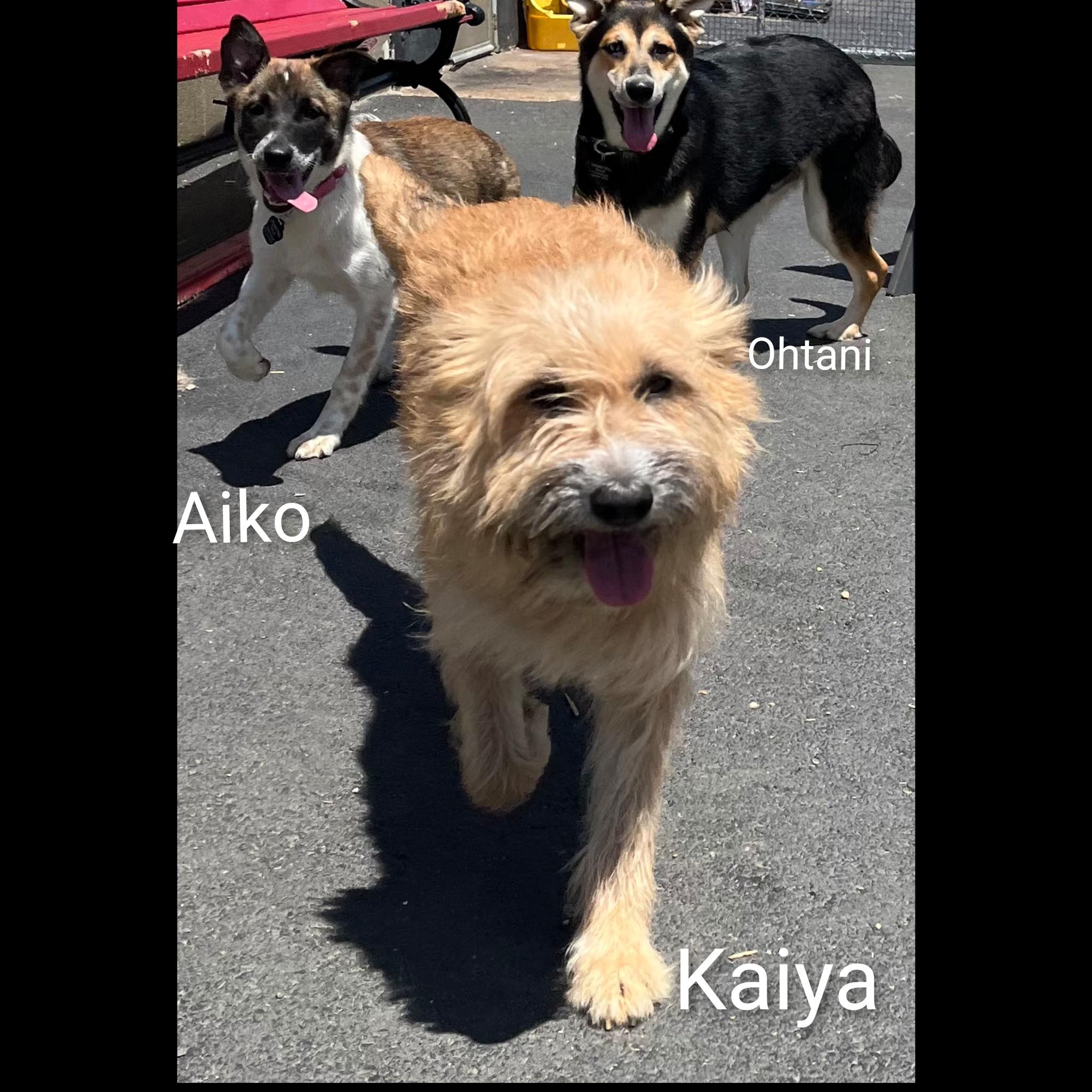 Enlarge Kaiya, a ADOPTABLE Terrier in Fredericksburg, VA image 2/6