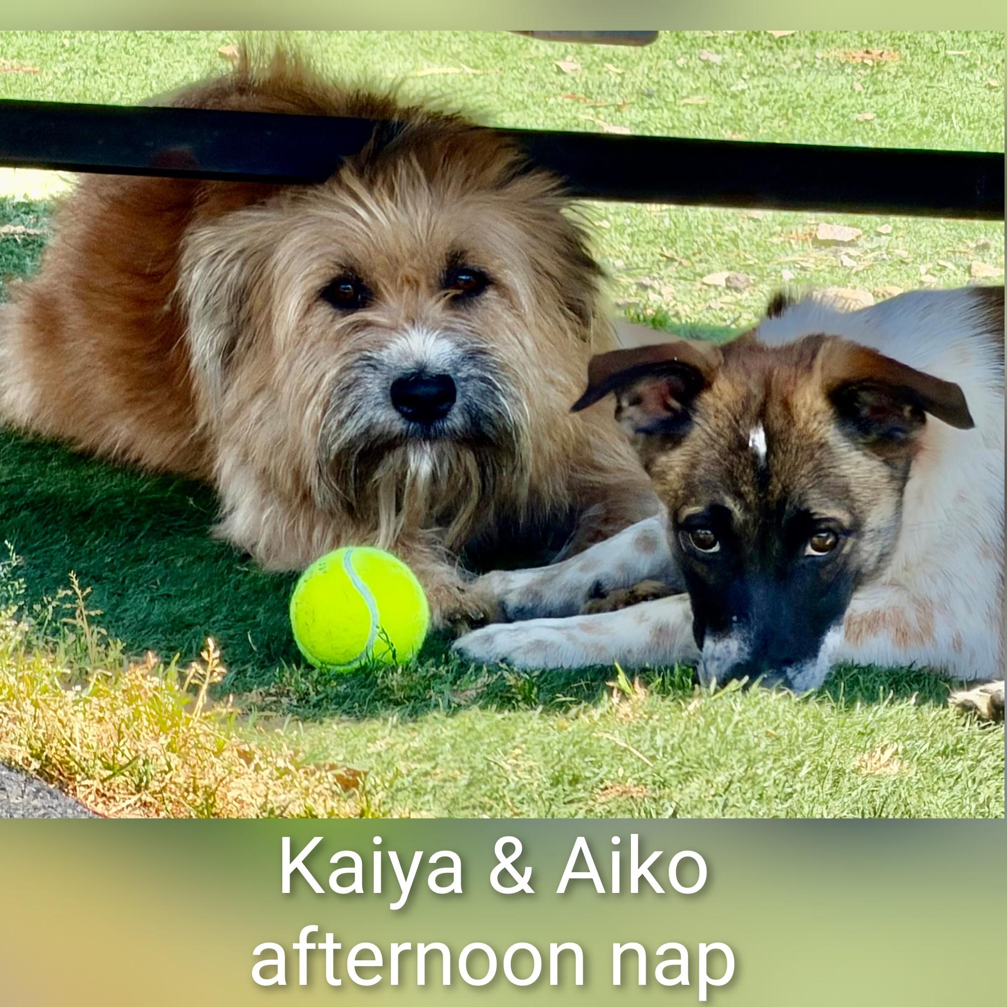 Enlarge Kaiya, a ADOPTABLE Terrier in Fredericksburg, VA image 3/6