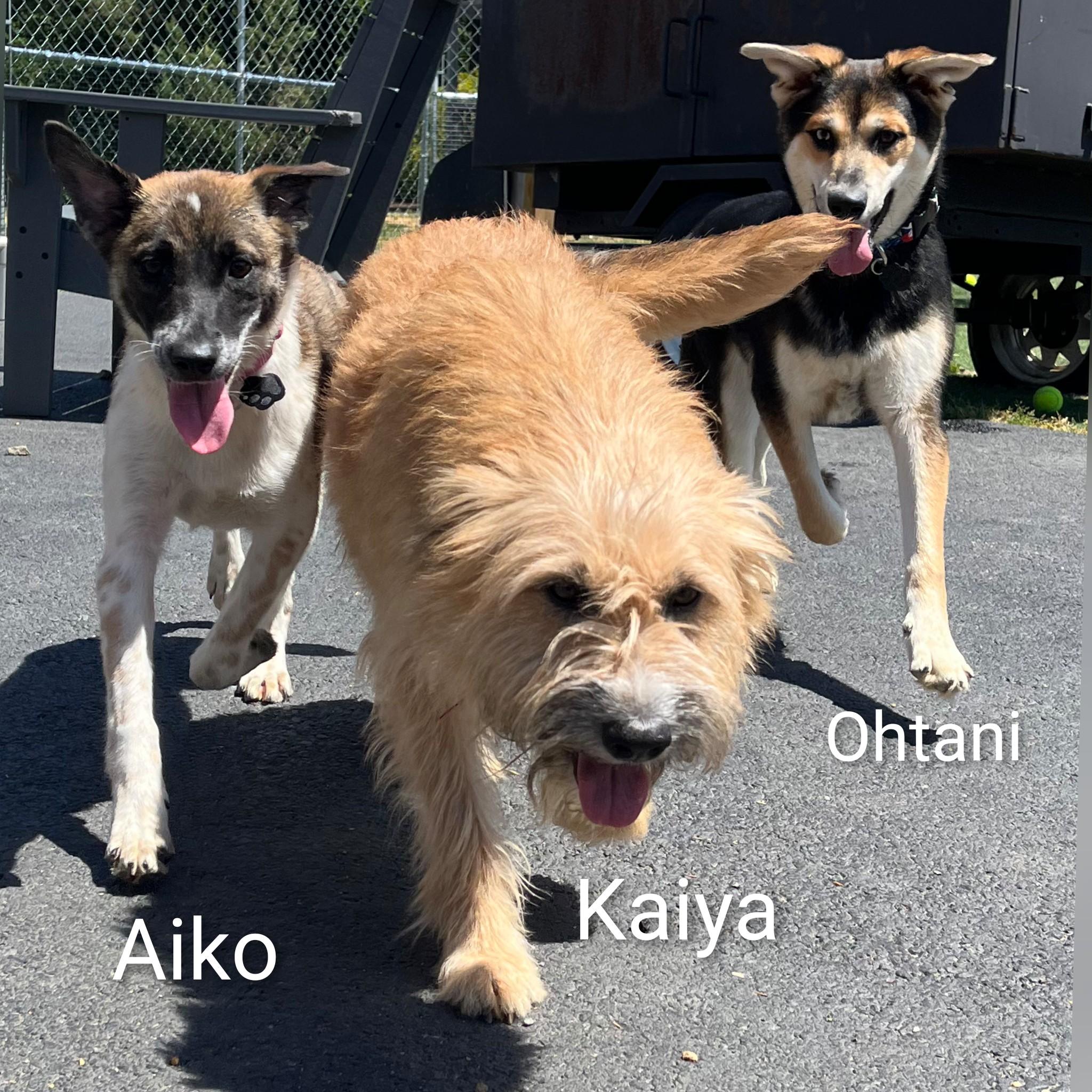 Enlarge Kaiya, a ADOPTABLE Terrier in Fredericksburg, VA image 4/6