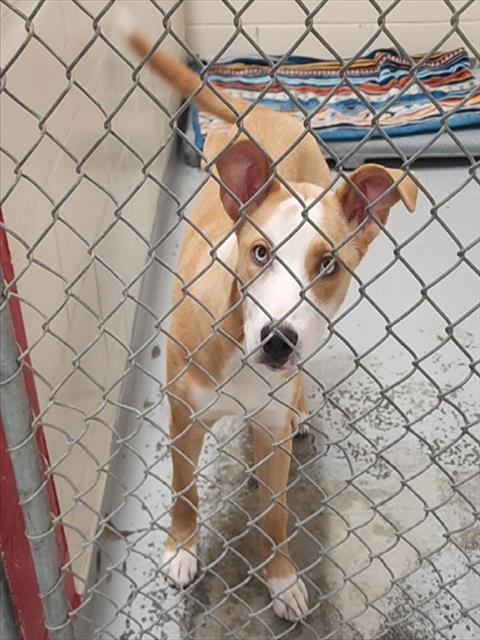 WILEY, Adoptable, Young Male Labrador Retriever & Husky.