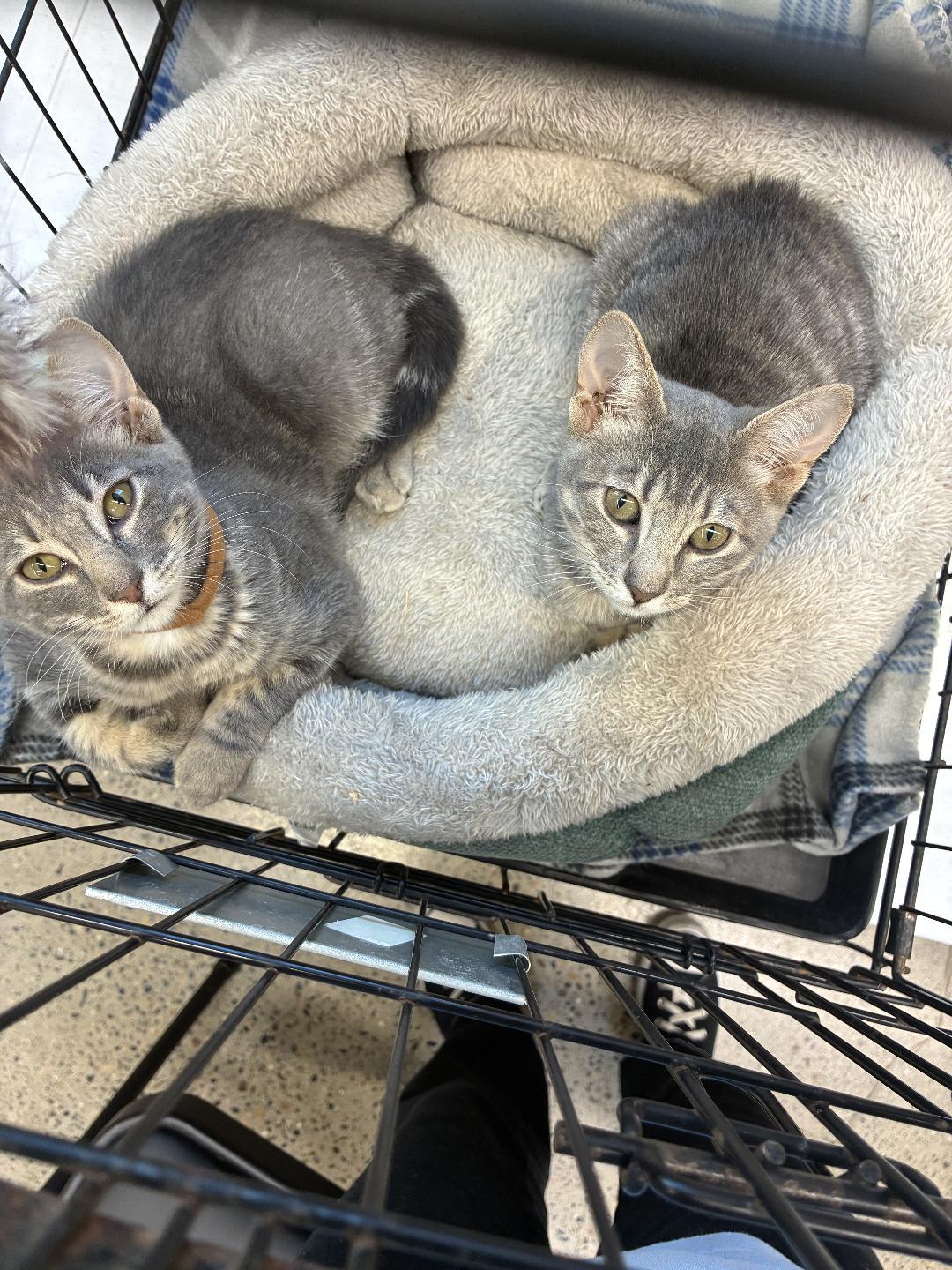 Enlarge Mochi, a Adoptable Domestic Short Hair in El Dorado Hills, CA image 4/4